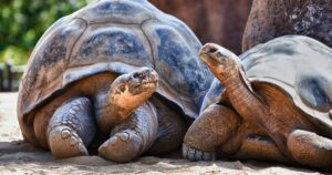 Tortuga gigante de Galápagos