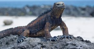 Iguana Marinha