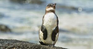 Pingüino de Galápagos