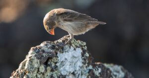 Burung Finch Darwin