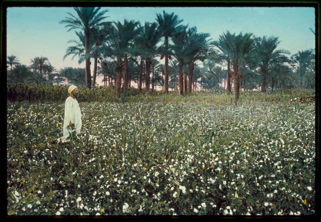 Cultivo de algodón en Egipto a mediados del siglo XX. La industria algodonera, introducida por las reformas económicas de Muhammad Ali a principios del siglo XIX, siguió siendo un pilar crucial de la economía egipcia durante más de un siglo.