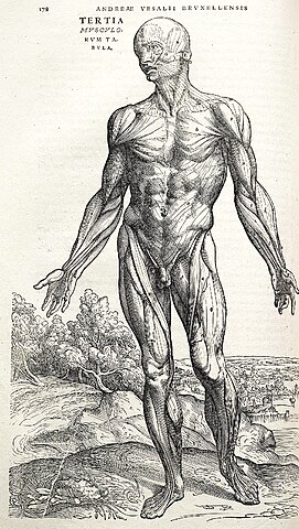 An anatomical illustration from Andreas Vesalius's book 'On the Fabric of the Human Body'. The precise depiction of the human body shows Michelangelo's influence.