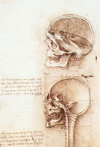 Él'étude anatomique du crâne par de Vinci. L'image du haut montre une coupe transversale du sommet de la tête, tandis que l'image du bas montre une coupe verticale de la tête entière.