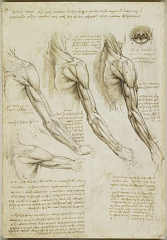 Da Vincis anatomische Studie der Muskeln des Oberarms. Beachten Sie die präzise Darstellung und die detaillierten Anmerkungen.