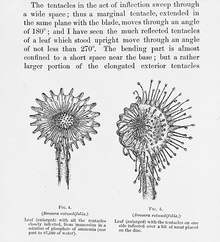 ダーウィンの著書「Insectivorous Plants」(1875年)に掲載された、モウセンゴケ(Drosera rotundifolia)のイラスト。ダーウィンの緻密な観察と描写は、当時の科学界に大きな影響を与えた。