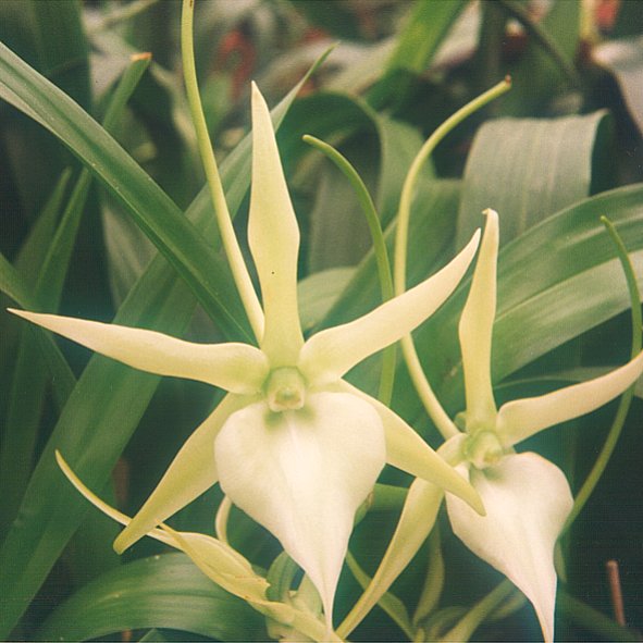 Angraecum sesquipedale, a orquídea de Madagascar estudada por Darwin. O longo esporão desta flor tornou-se evidência de coevolução com uma mariposa específica.