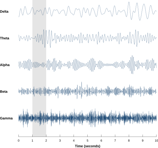 Cambios de forma de onda basados en el tiempo de los cinco tipos principales de ondas cerebrales (Delta, Theta, Alpha, Beta, Gamma). La onda gamma de 40Hz se muestra en la parte inferior, exhibiendo la frecuencia más alta y la forma de onda más compleja. La banda gris en el centro sugiere estimulación o cambio de estado. Esta figura representa visualmente los cambios en las ondas cerebrales correspondientes a diferentes estados cerebrales y actividades.