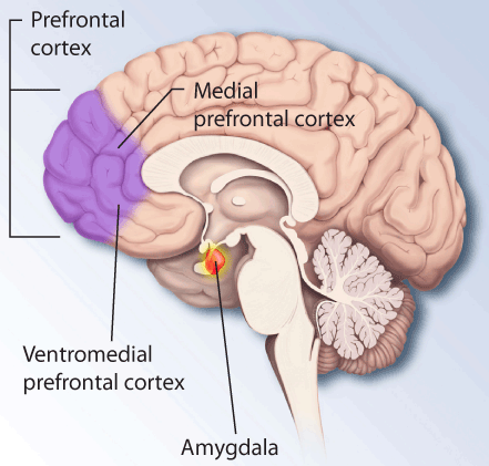 O córtex pré-frontal é a região cerebral que controla funções executivas. Ao ativar essa área através do treinamento de imagem, podemos melhorar o gerenciamento do estresse e as habilidades de controle emocional.