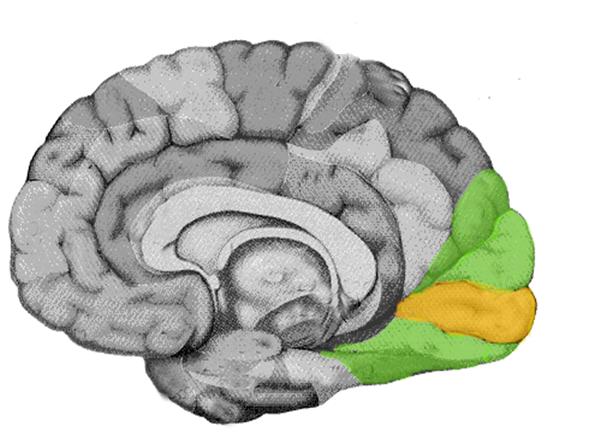 La corteza visual juega un papel crucial no solo en las experiencias visuales reales, sino también en la formación de imágenes mentales. Durante el entrenamiento de imágenes, esta región se activa, generando actividad neuronal similar a las experiencias reales.