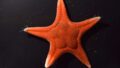 Nueva Especie de Estrella de Mar Descubierta: La «Estrella de Mar Hoei Miyabi Momiji» Emerge de las Aguas Japonesas