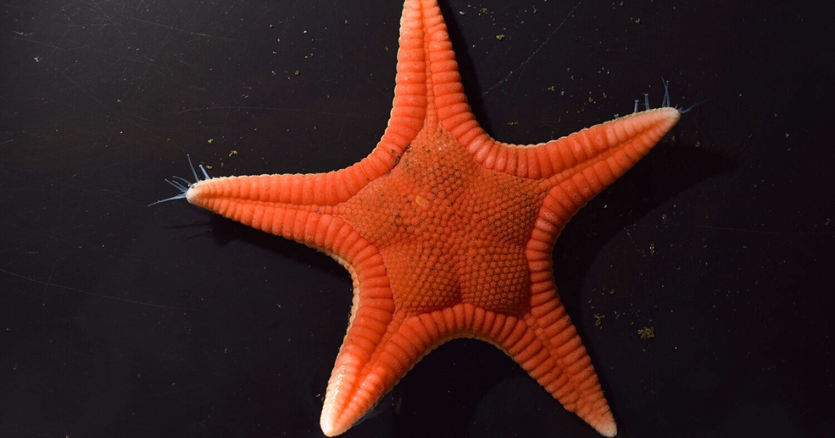 New Starfish Species Discovered: “Hoei Miyabi Momiji Starfish” Emerges from Japanese Waters