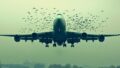 Bird Strike: What Happens When an Aircraft Collides with a Bird?