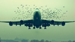 Vogelschlag: Was passiert, wenn ein Flugzeug mit einem Vogel kollidiert?