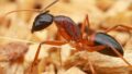 Ants as Surgeons: The Secret of Life-Saving Amputations