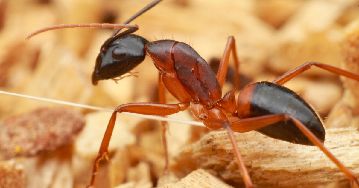 Hormigas como cirujanos: El secreto de las amputaciones que salvan vidas